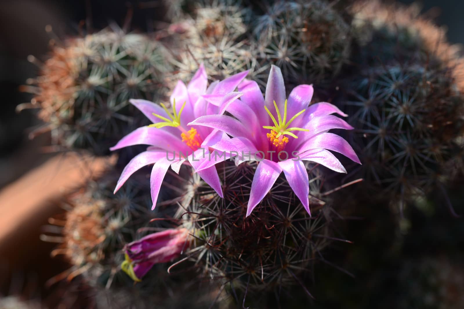 Mammillaria mazatlanensis cactus flower by ideation90