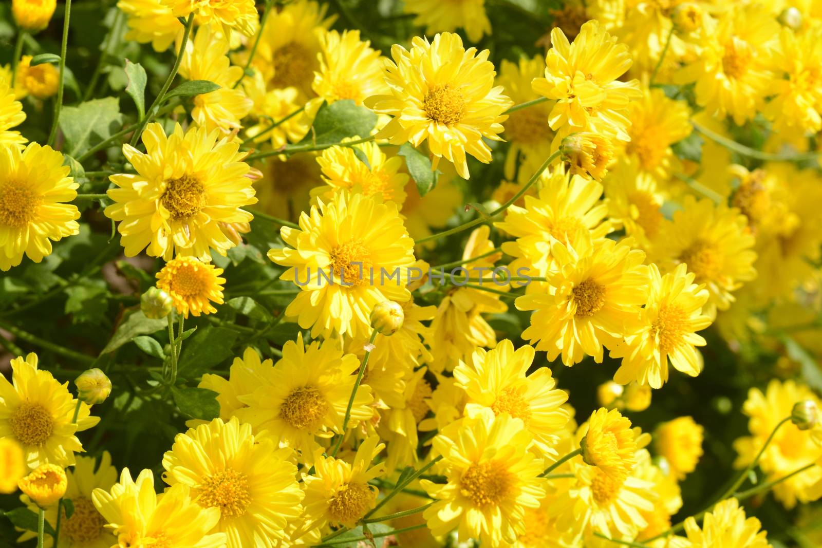 Chrysanthemum morifolium Ramat is a perennial herb covered with yellow villous hairs by ideation90