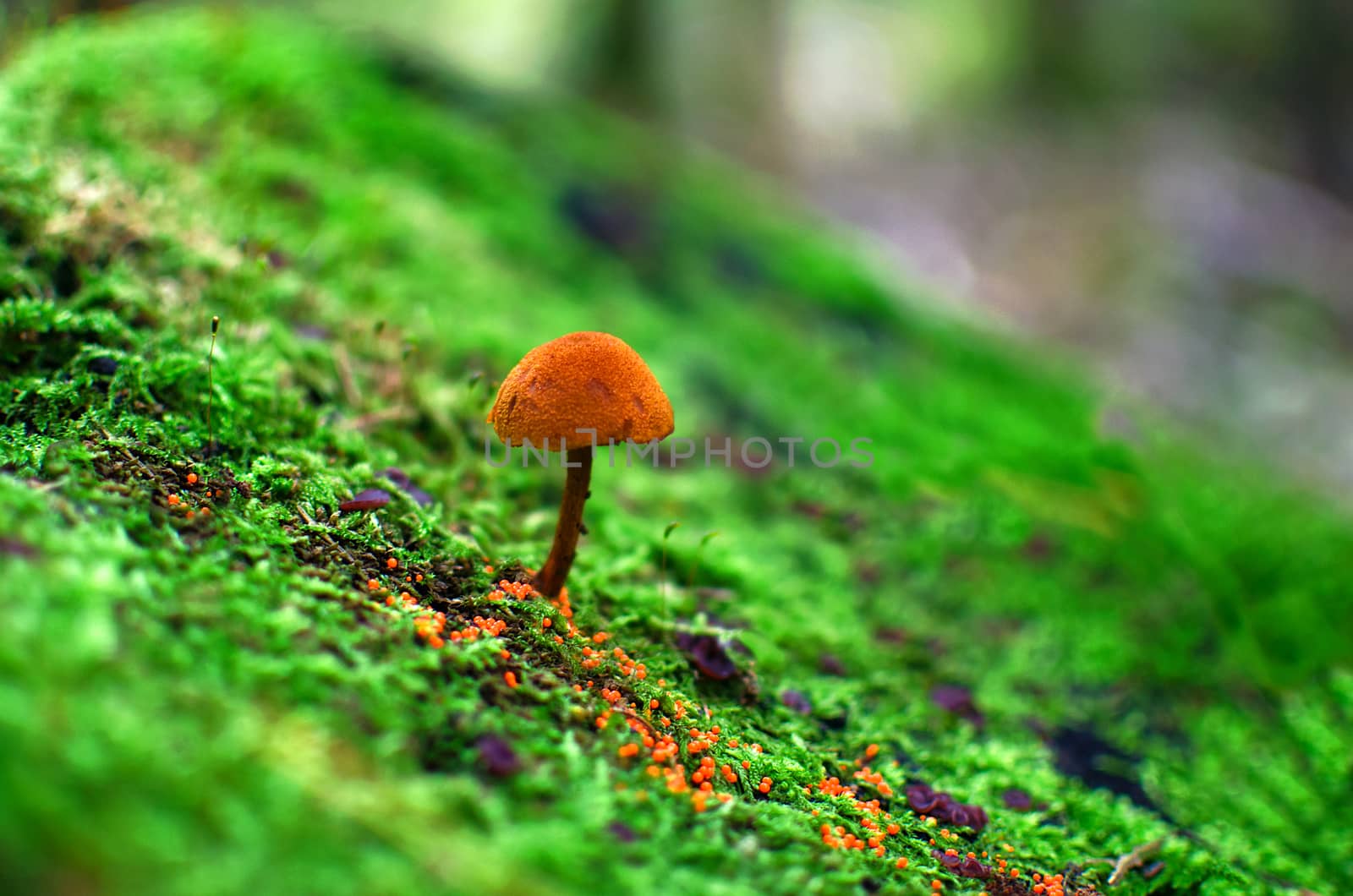 Small mushroom in moss in forest light. by KajaNi