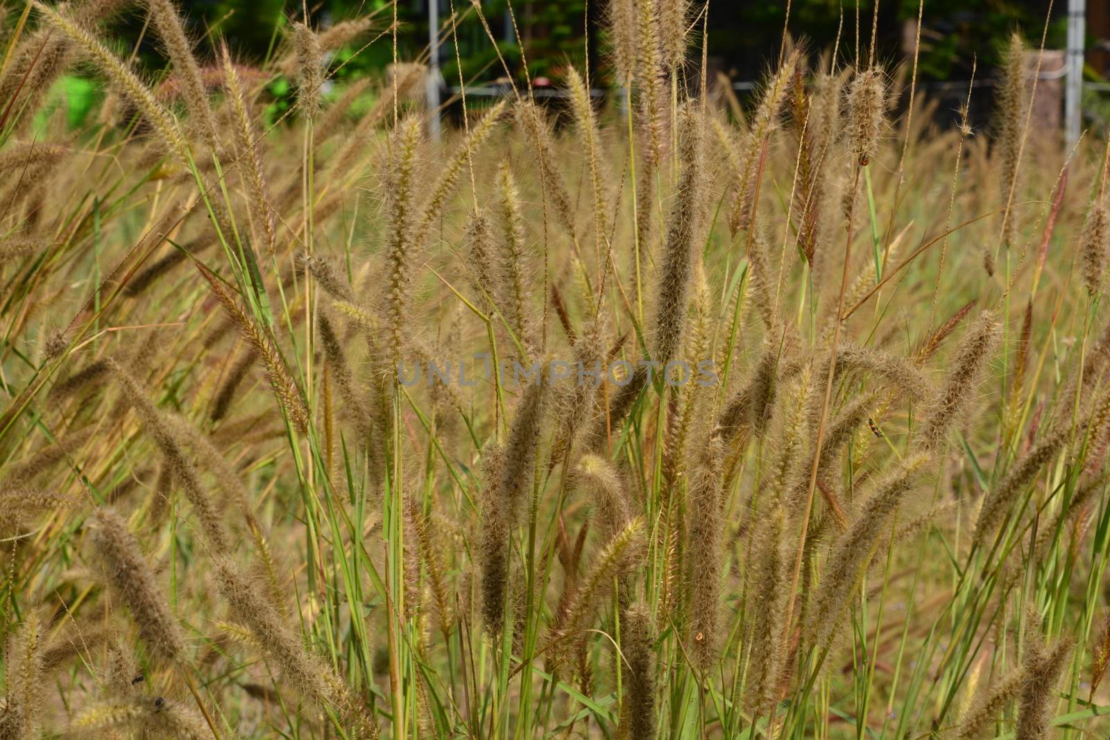 Fountain Grass Ornamental Plant in Meadow with soft focus background