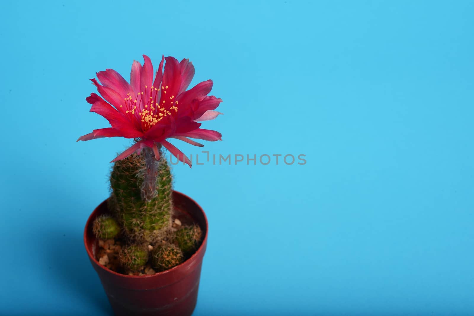 Echinopsis Kermesina cactus flower, Red flower cactus