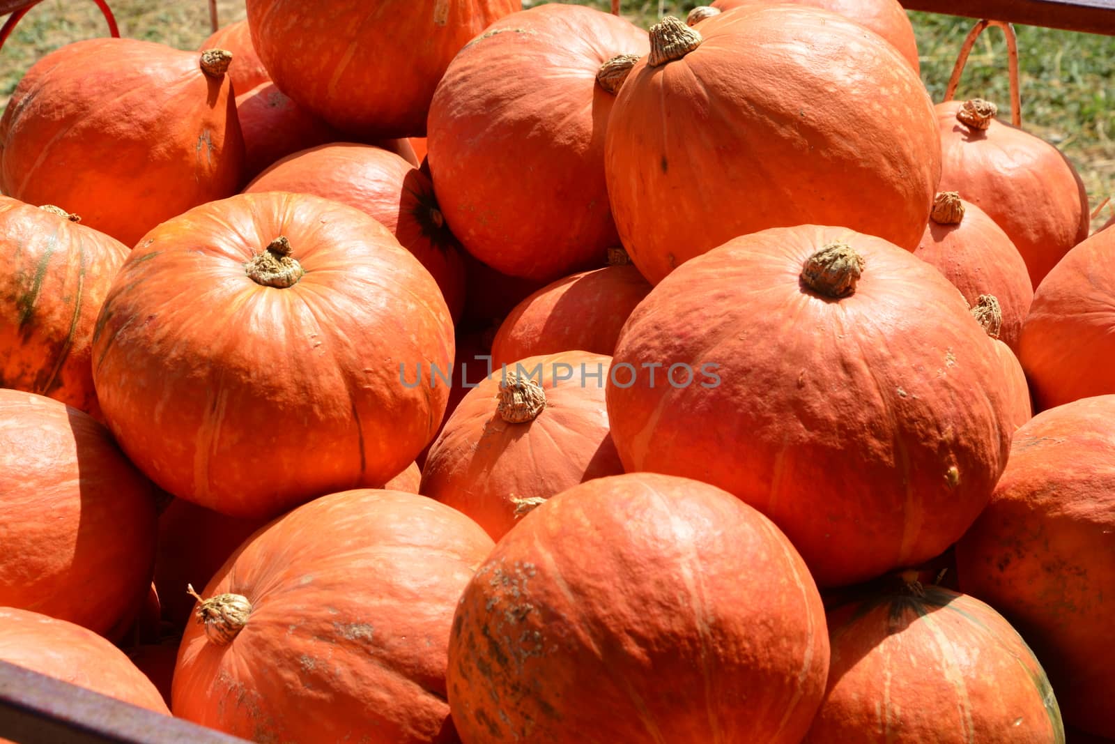 Decorative orange pumpkins on display at the outdoor farmers market. by ideation90