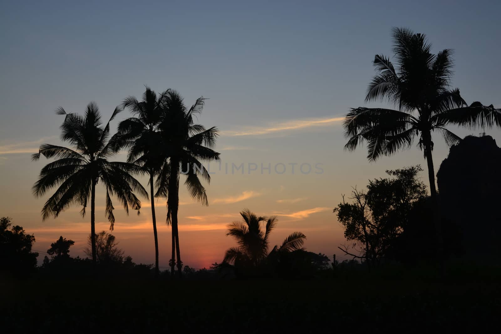 Copy space of silhouette tropical coconut palm tree with sun light on sunset sky background. by ideation90