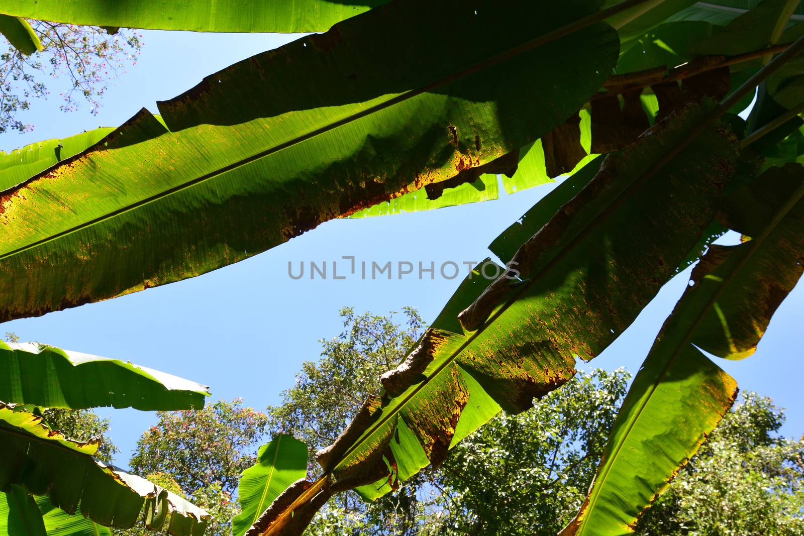 plant disease on a banana leaf by ideation90