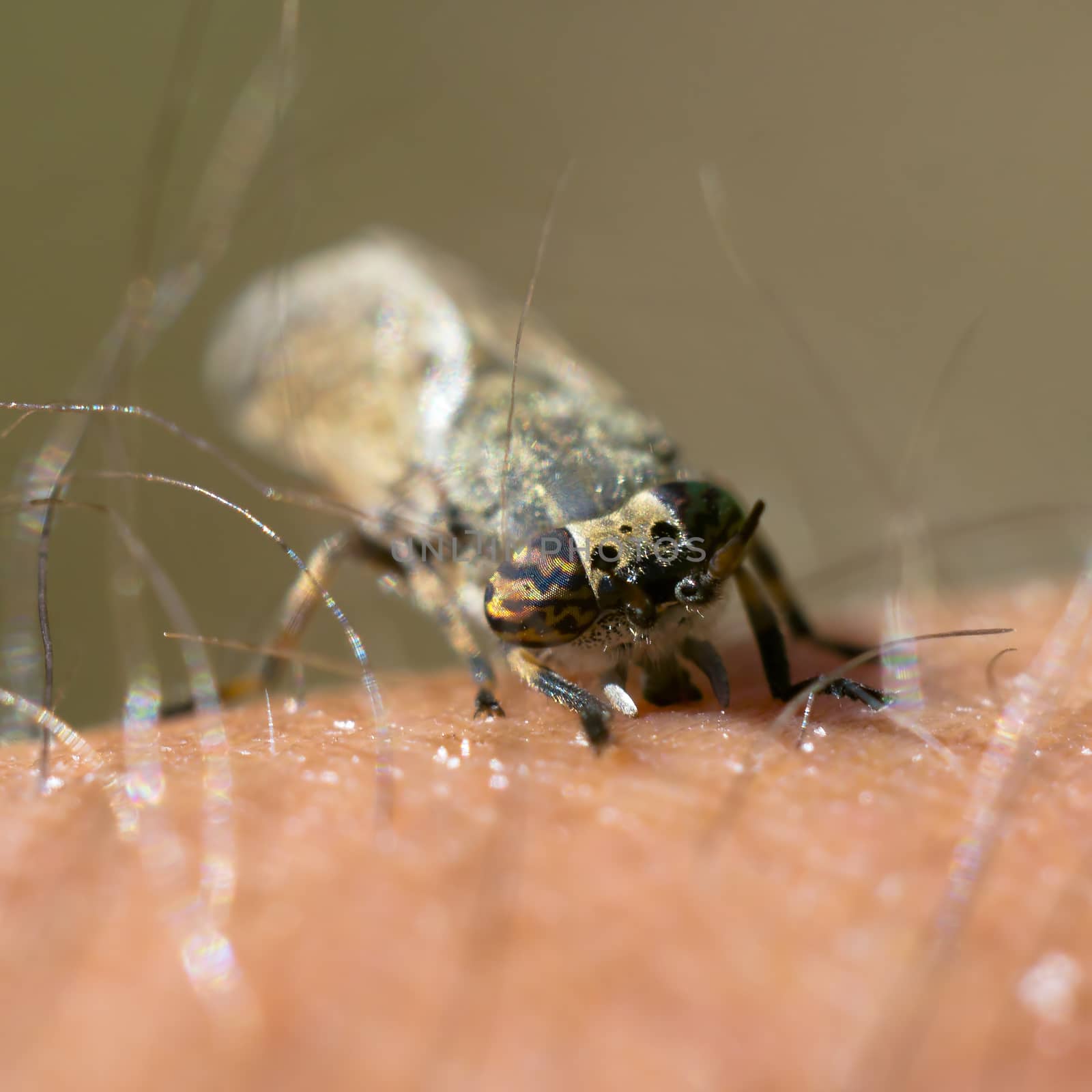 a Little fly insect on a plant in the meadows