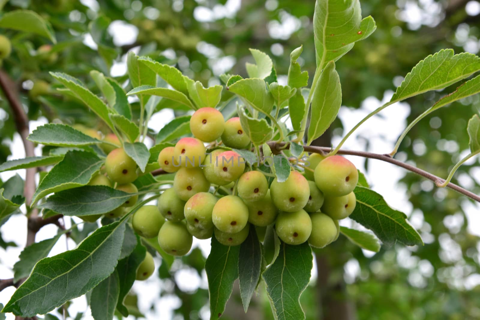 Malus transitoria, the cut-leaf crabapple, is a species of flowering plant in the crabapple genus Malus of the family Rosaceae.

