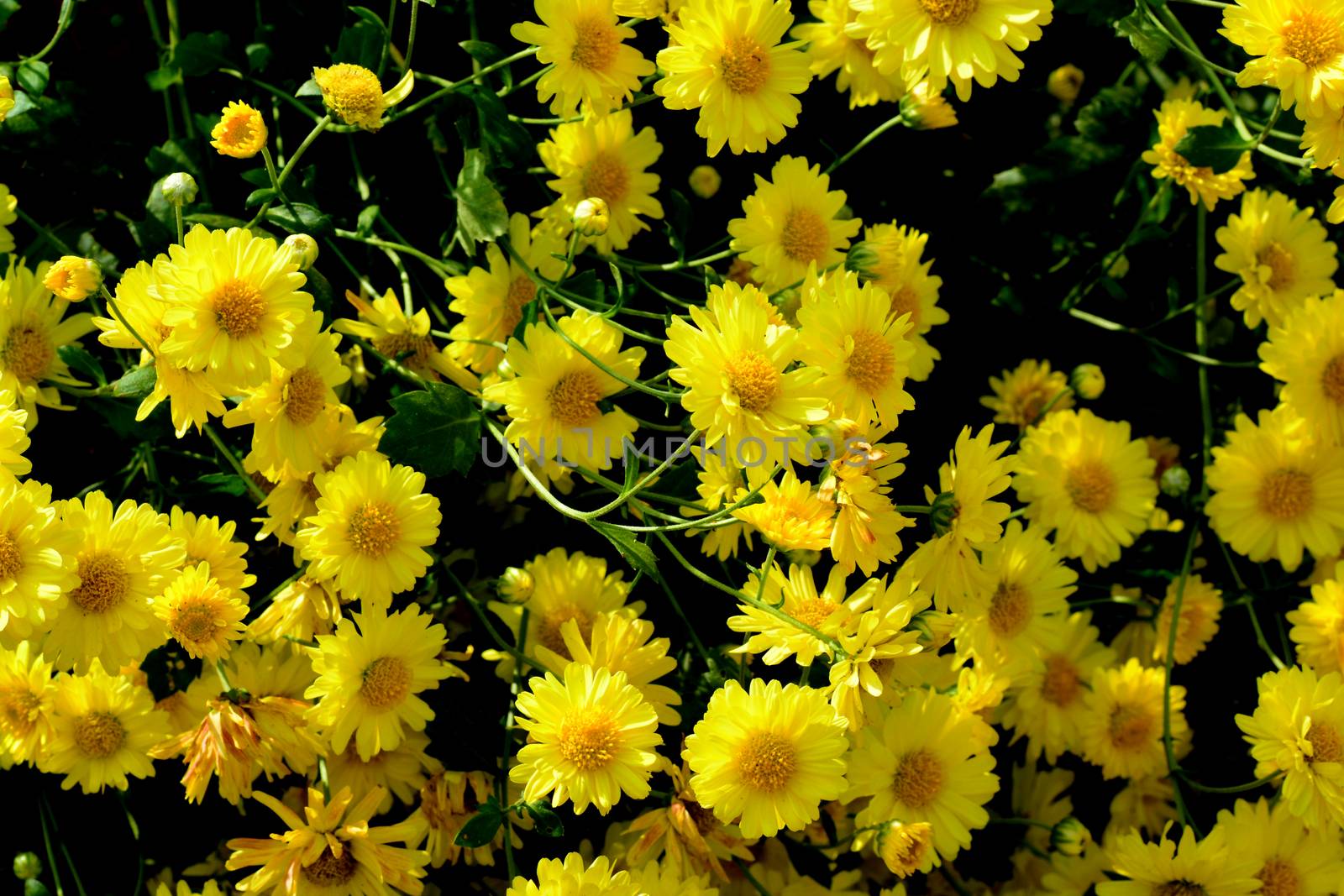 Chrysanthemum morifolium Ramat is a perennial herb covered with yellow villous hairs by ideation90