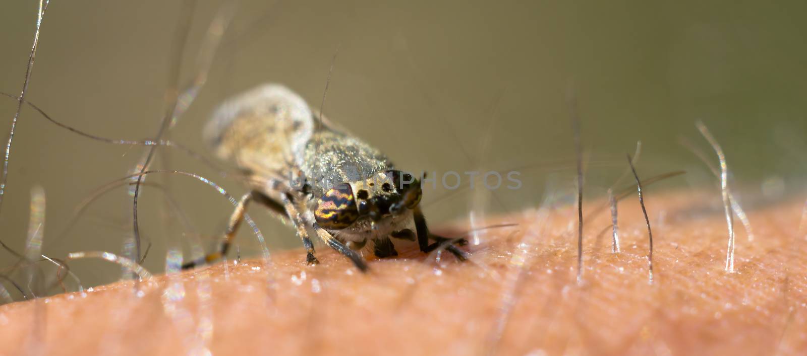 a Little fly insect on a plant in the meadows