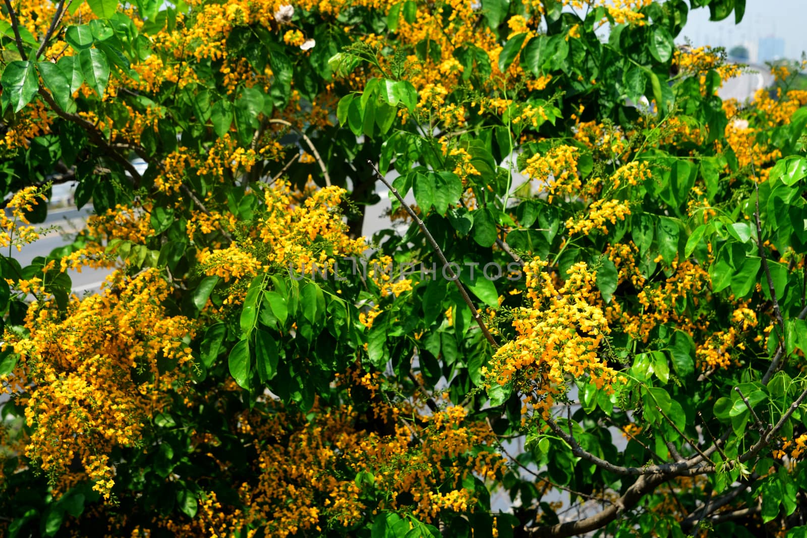 Pterocarpus macrocarpus, or the Burma padauk, is a tree native to the seasonal tropical forests of southeastern Asia, note  select focus with shallow depth of field