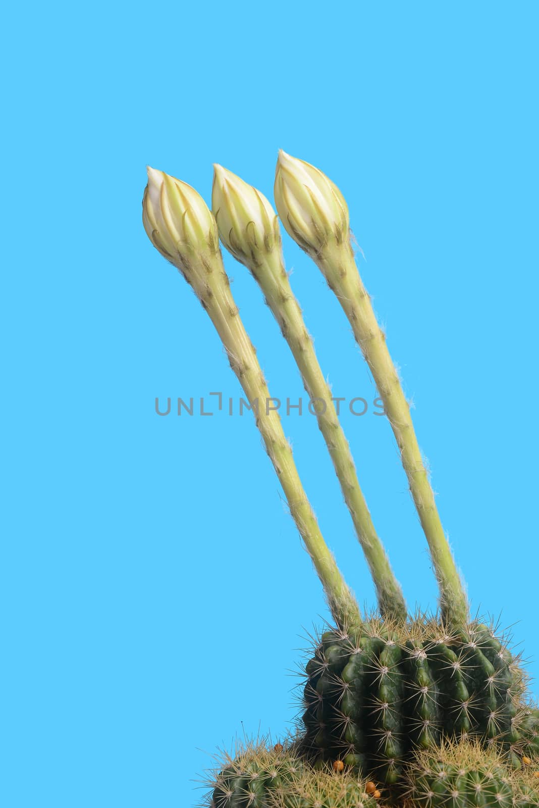 Blooming White Echinopsis calochlora cactus flower on blue background by ideation90