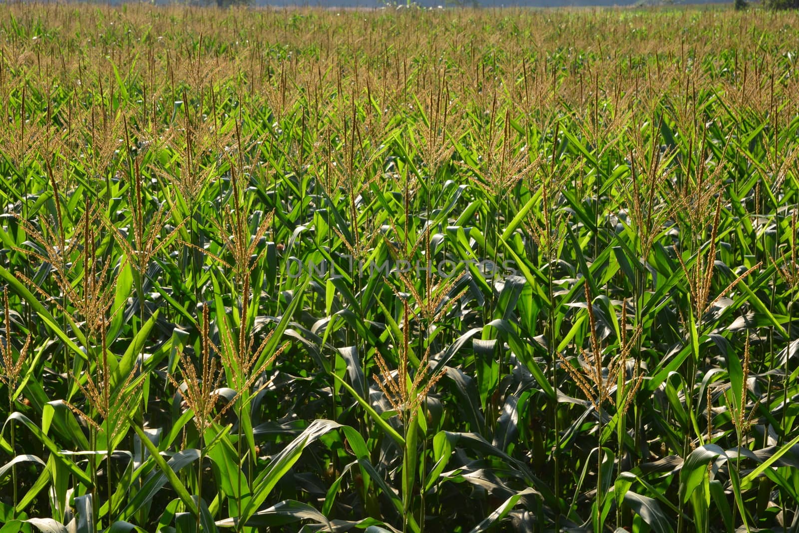 Corn trees farm green field by ideation90