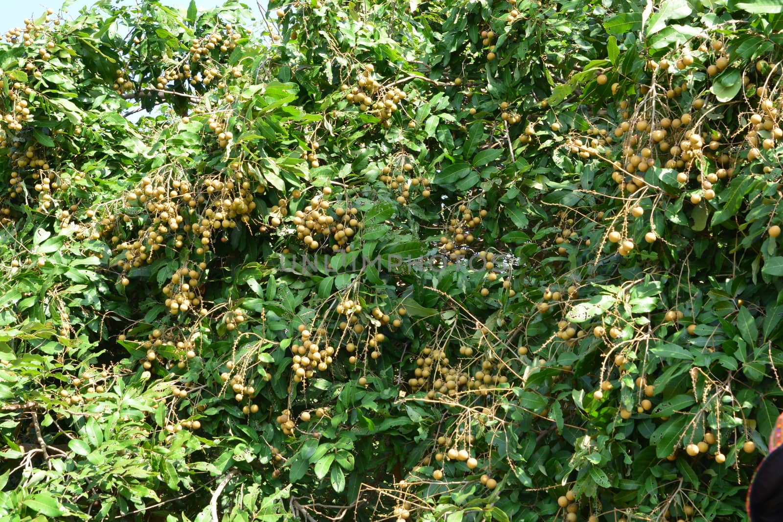 The Longan Fruit Tree - Lychee Close Relative