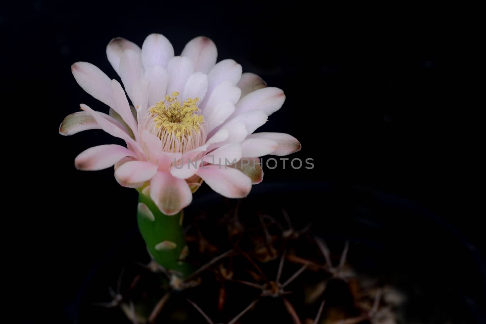 ymnocalycium cactus  flower on black background  by ideation90