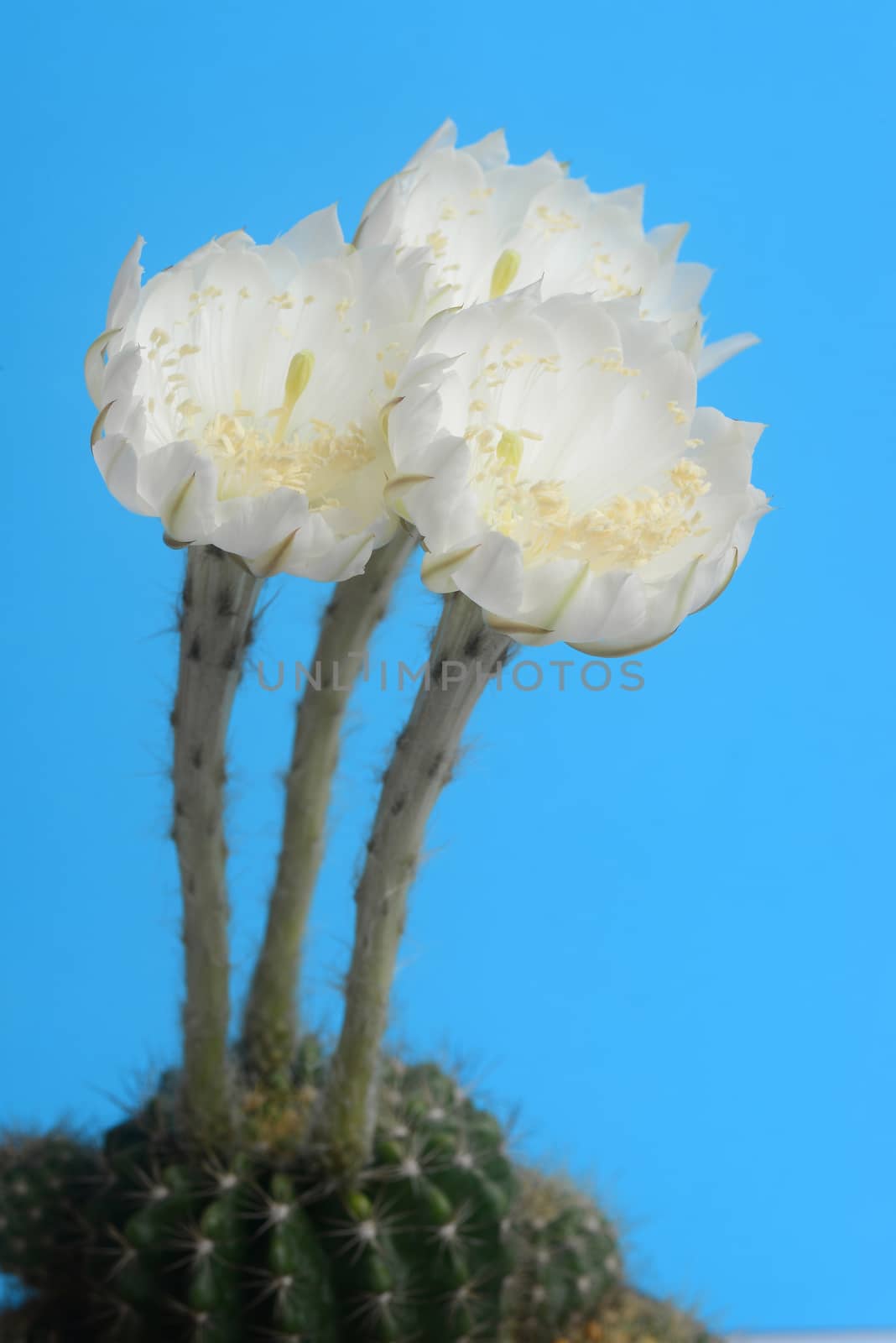 Blooming White Echinopsis calochlora cactus flower on blue background
