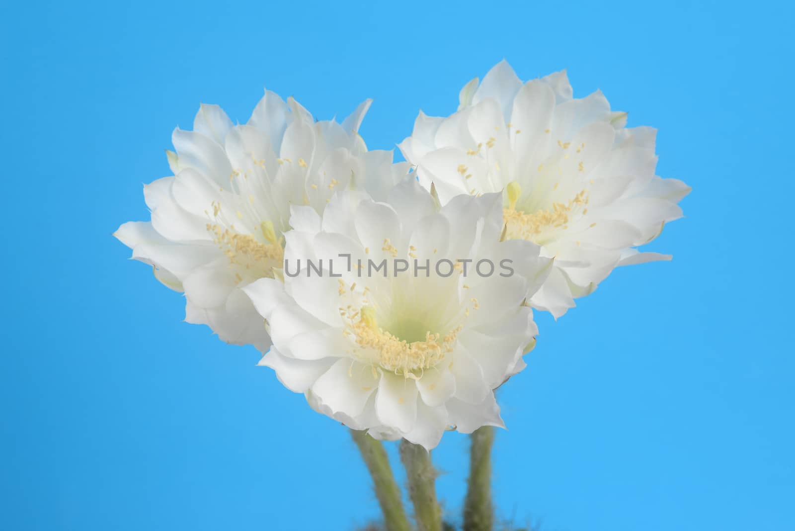 beautiful Echinopsis calochlora cactus flower, white heart shaped form by ideation90