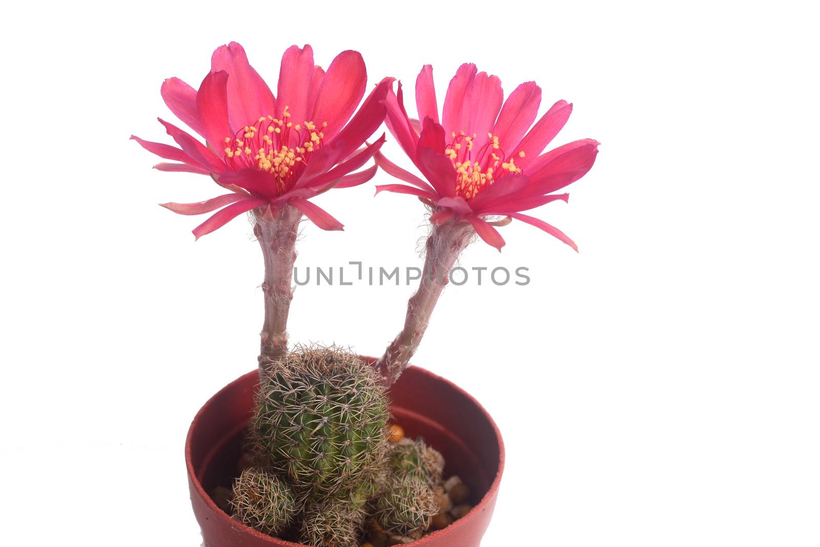 Blooming red flower of Lobivia cactus on  white background with copy space for text