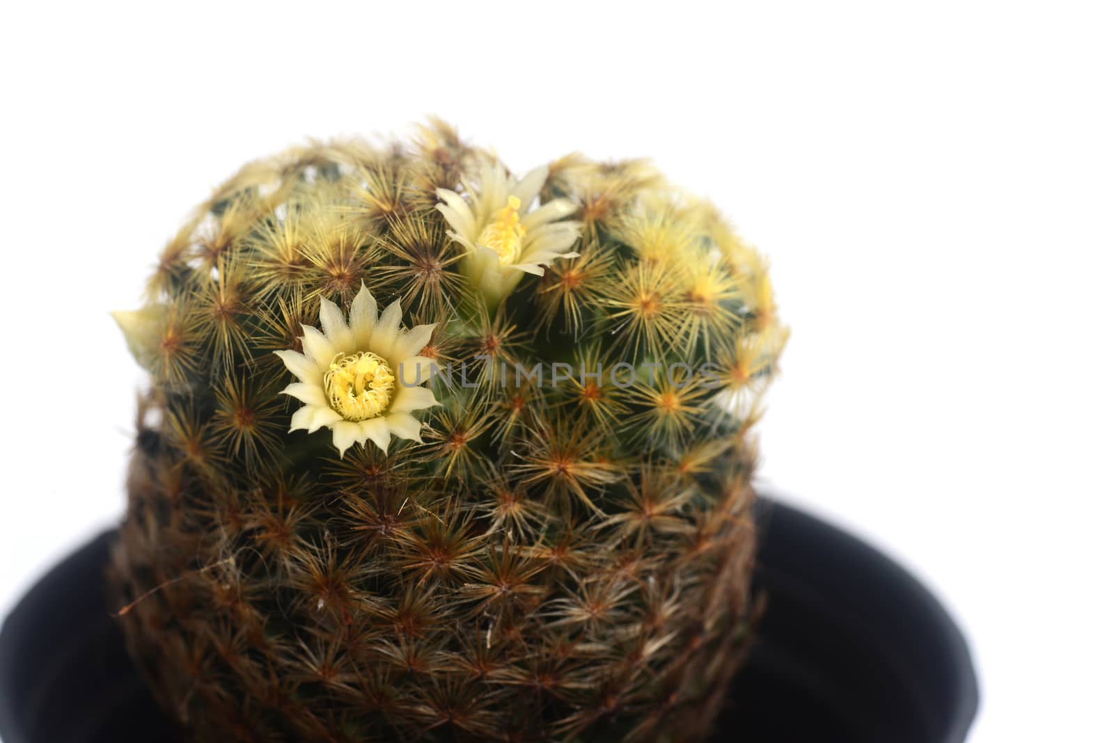 Blooming white  flower of Mammillaria schiedeana  cactus on  white  background with copy space for text