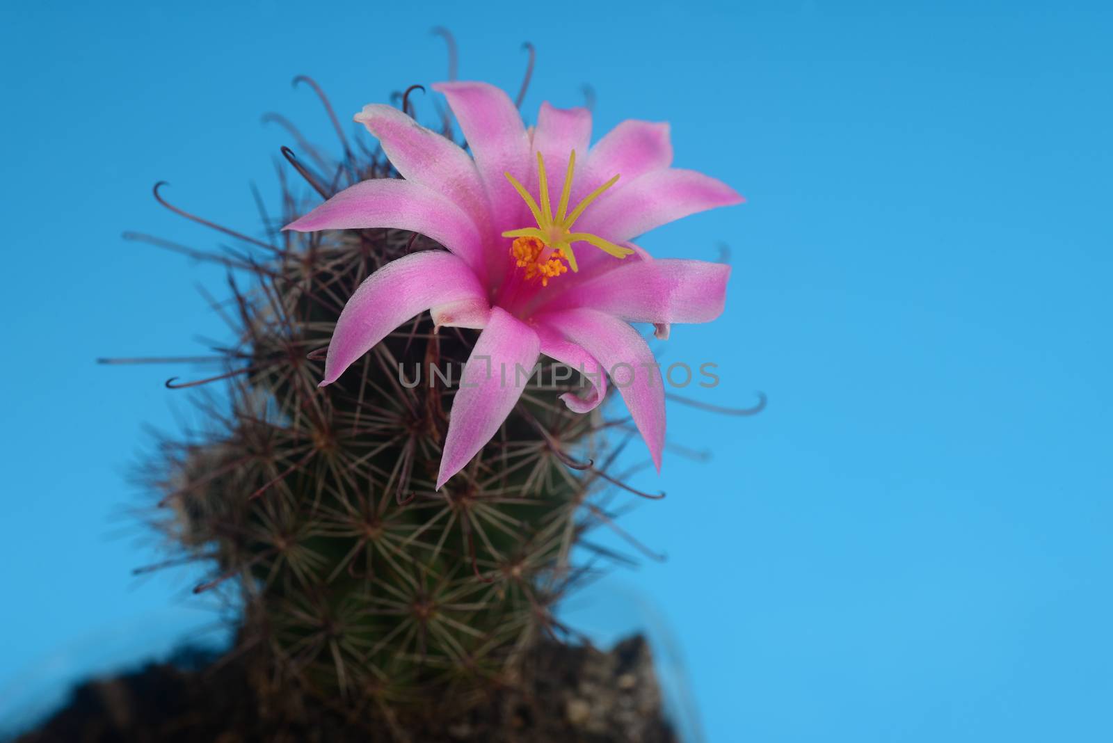 Blooming pink flower of mammillaria beneckei  cactus on  blue  background by ideation90