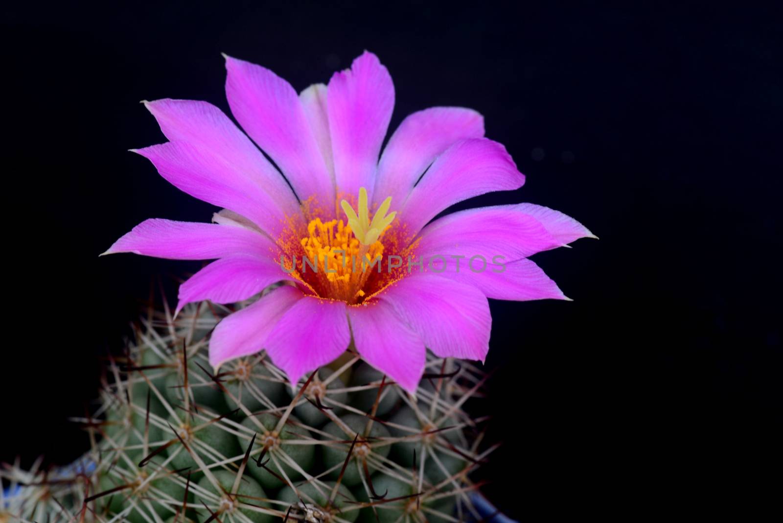 Blooming pink  flower of Mammillaria schumannii  cactus on  black  background with copy space for text