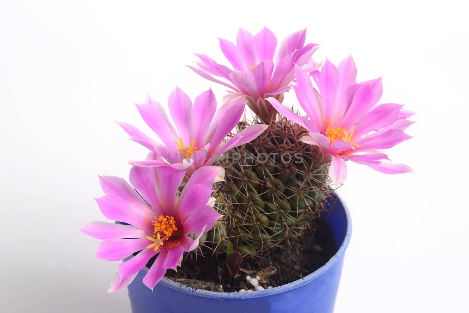Blooming pink  flower of Mammillaria schumannii  cactus on  white  background with copy space for text