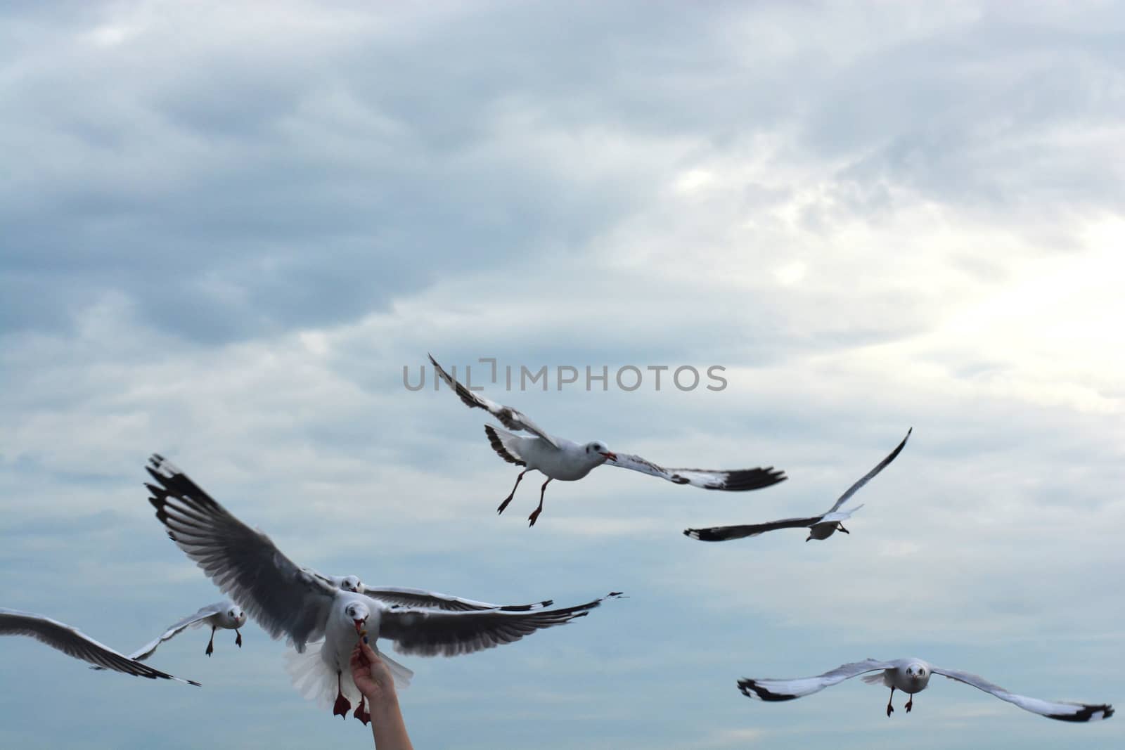 seagull spreading wings flying to eat crackling from  hand feeding by ideation90