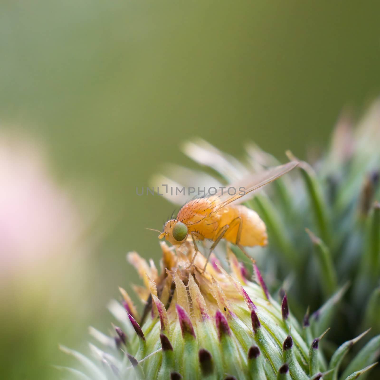 a Little fly insect on a plant in the meadow by mario_plechaty_photography