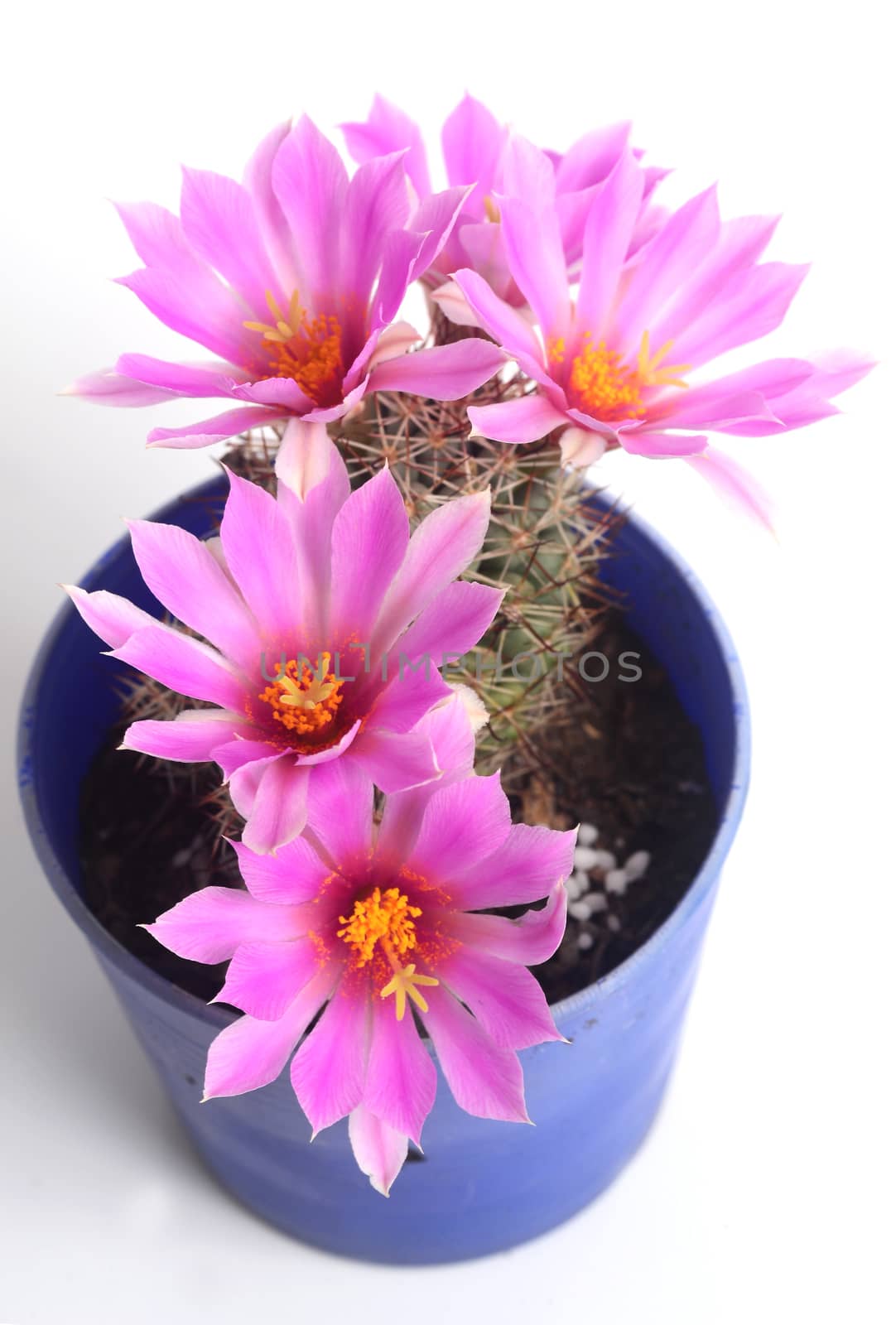 Blooming pink  flower of Mammillaria schumannii  cactus on  white  background