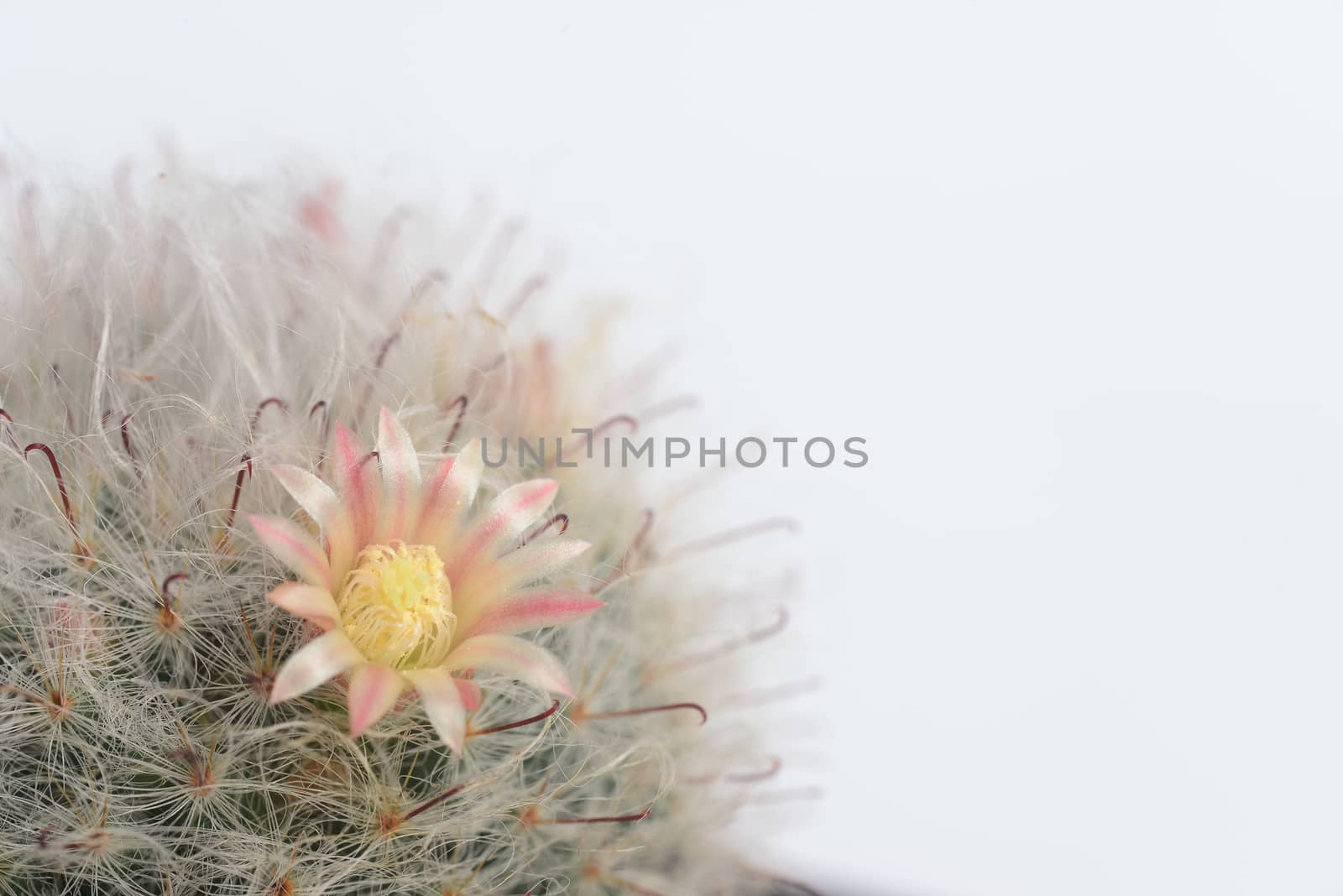 mammillaria boscana or Fishhooks, Pink flower Powder-puff Cactus, Pink flowered Snowball Cactus, Powder Puff Cactus