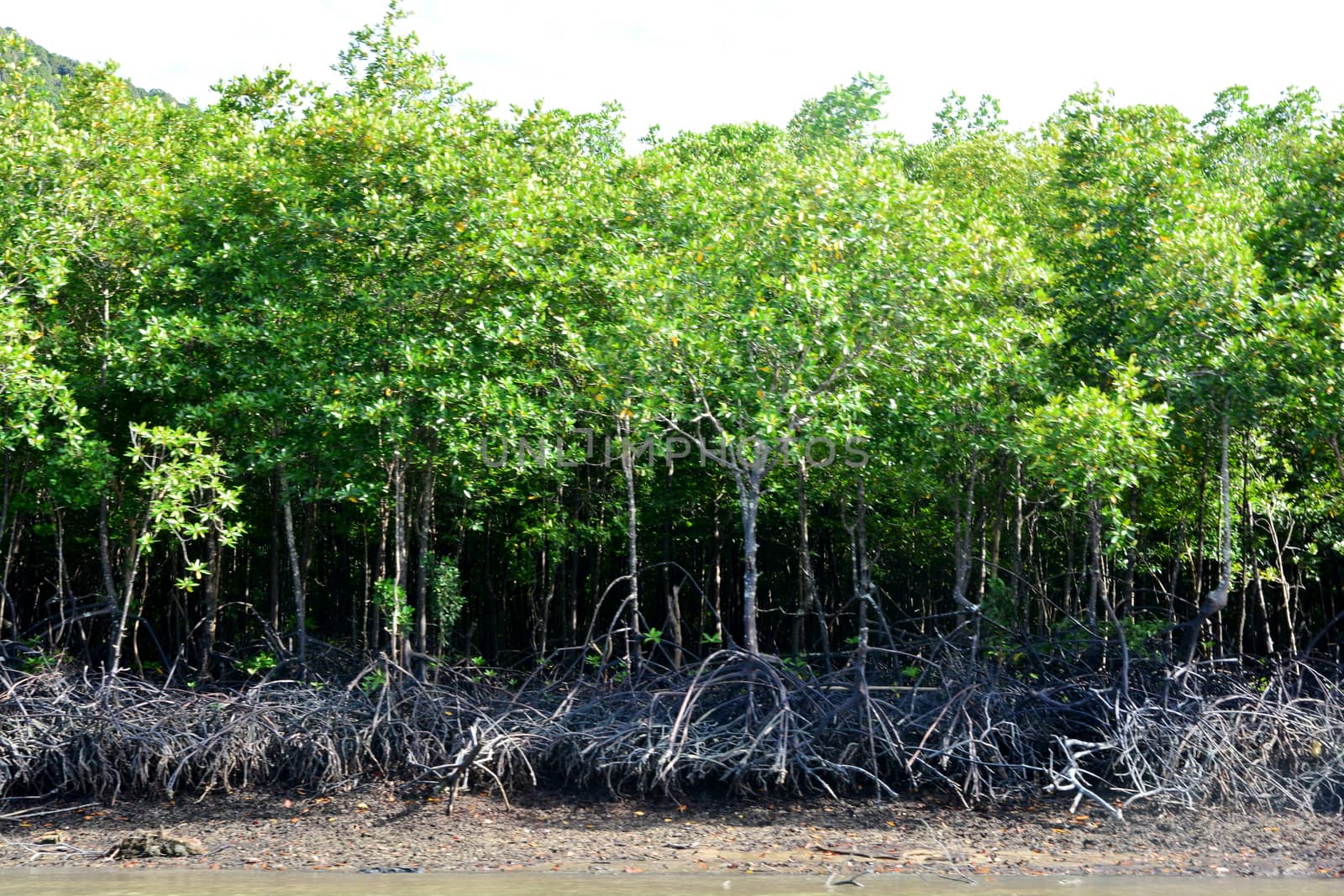 Mangroves are a group of trees by ideation90