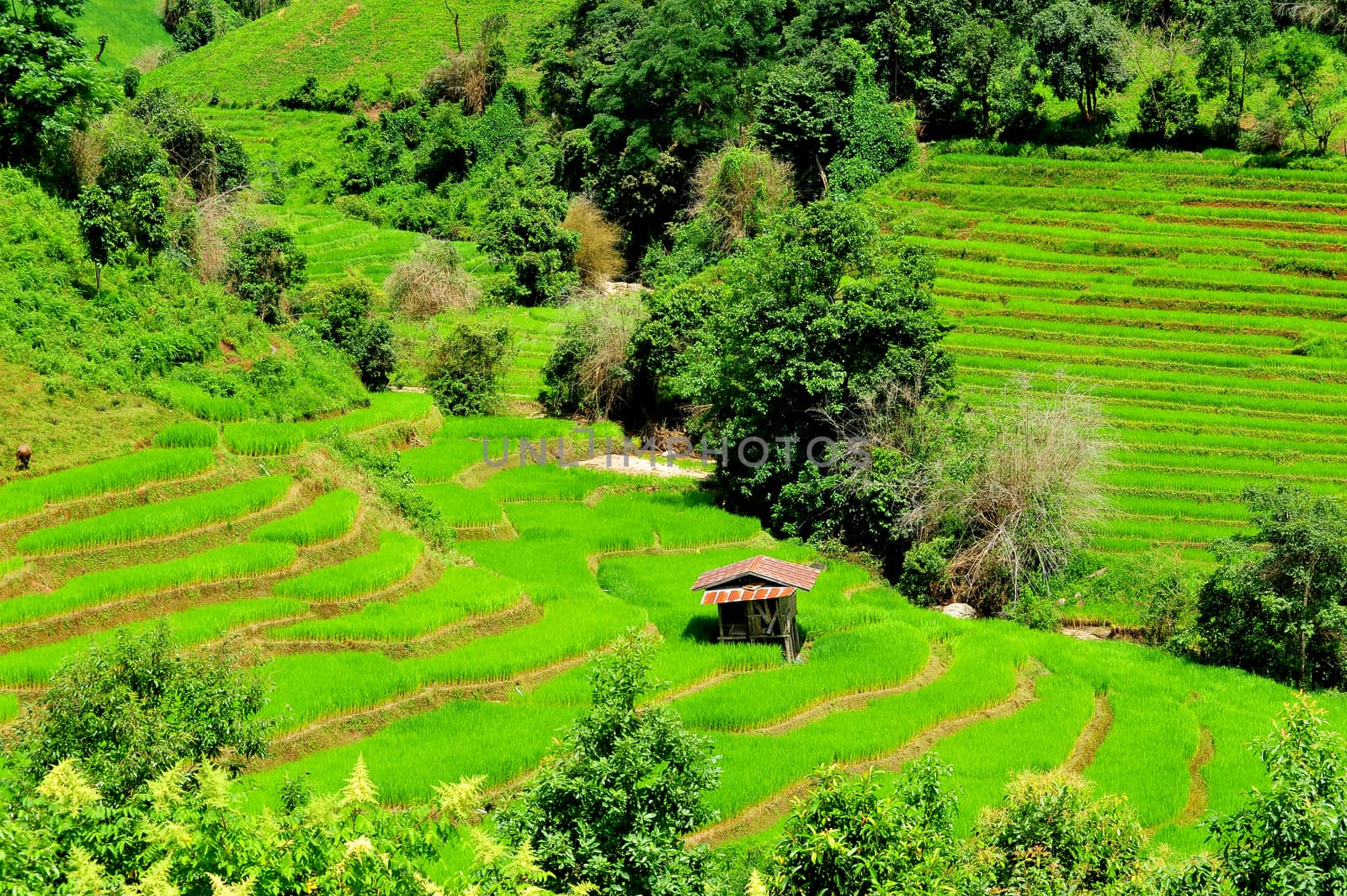 Green Terraced Rice Field in Mae Long House , Mae Chaem, Chiang Mai, Thailand.