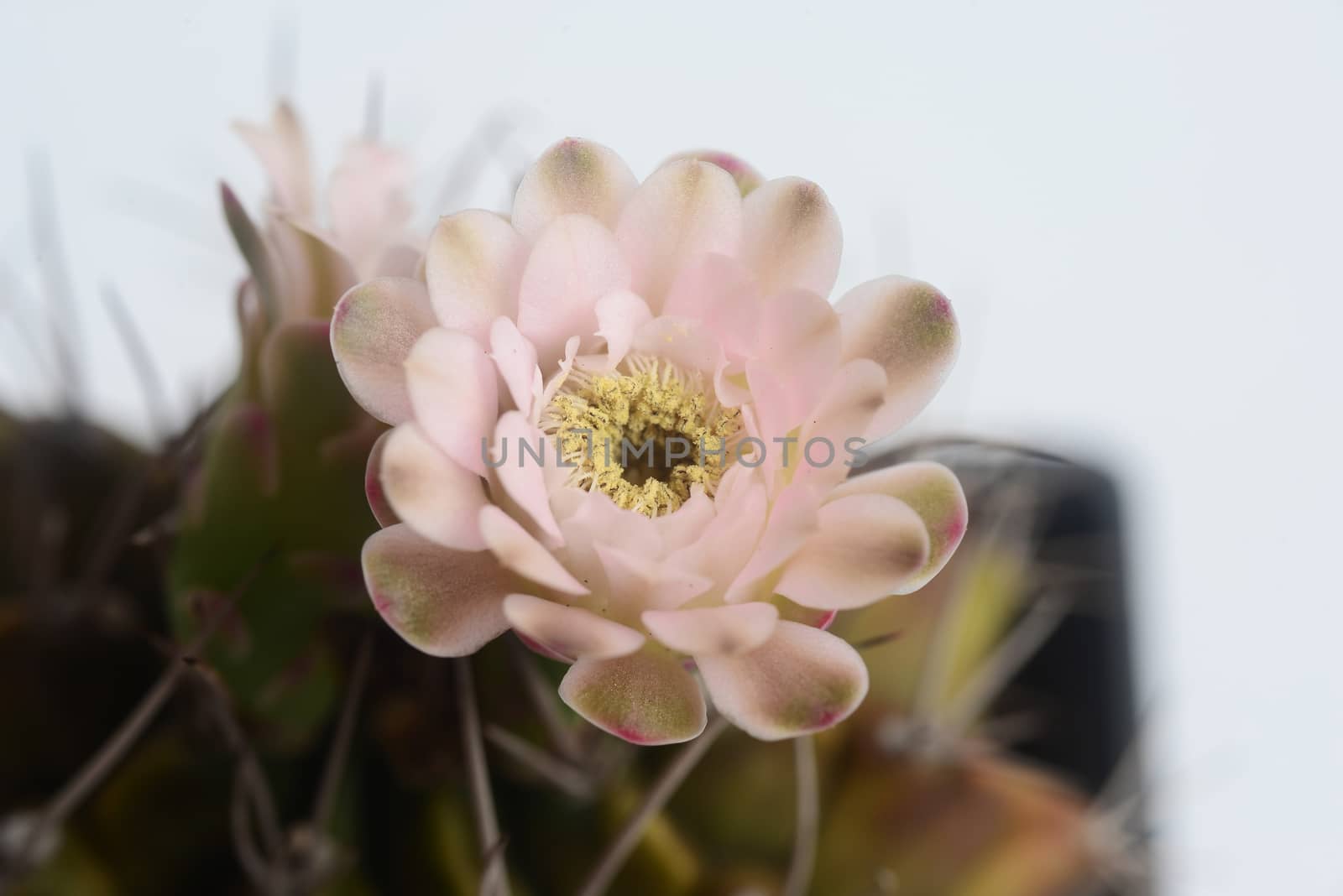 ymnocalycium cactus  flower on white background by ideation90