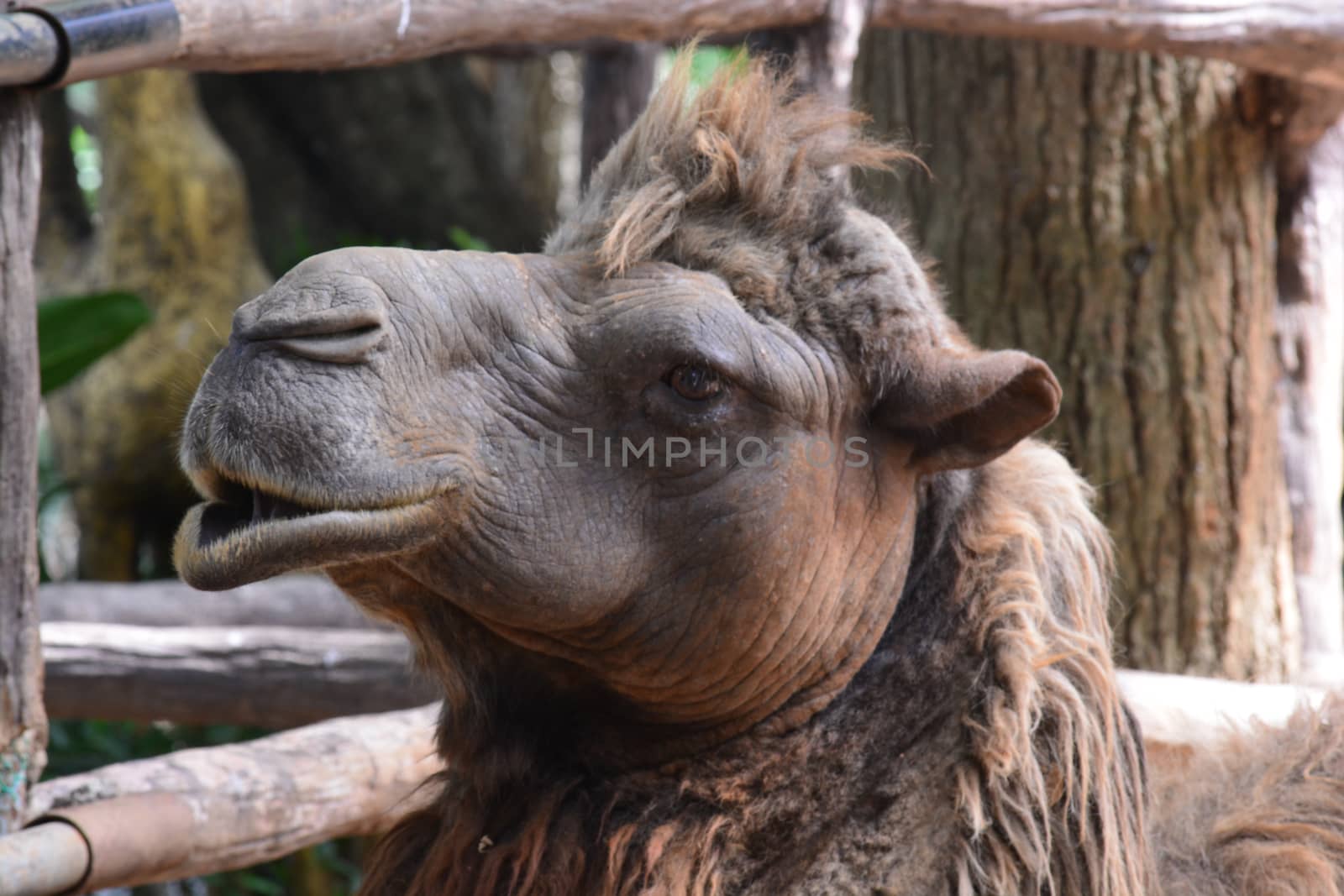 close-up camel face, note  select focus with shallow depth of field	