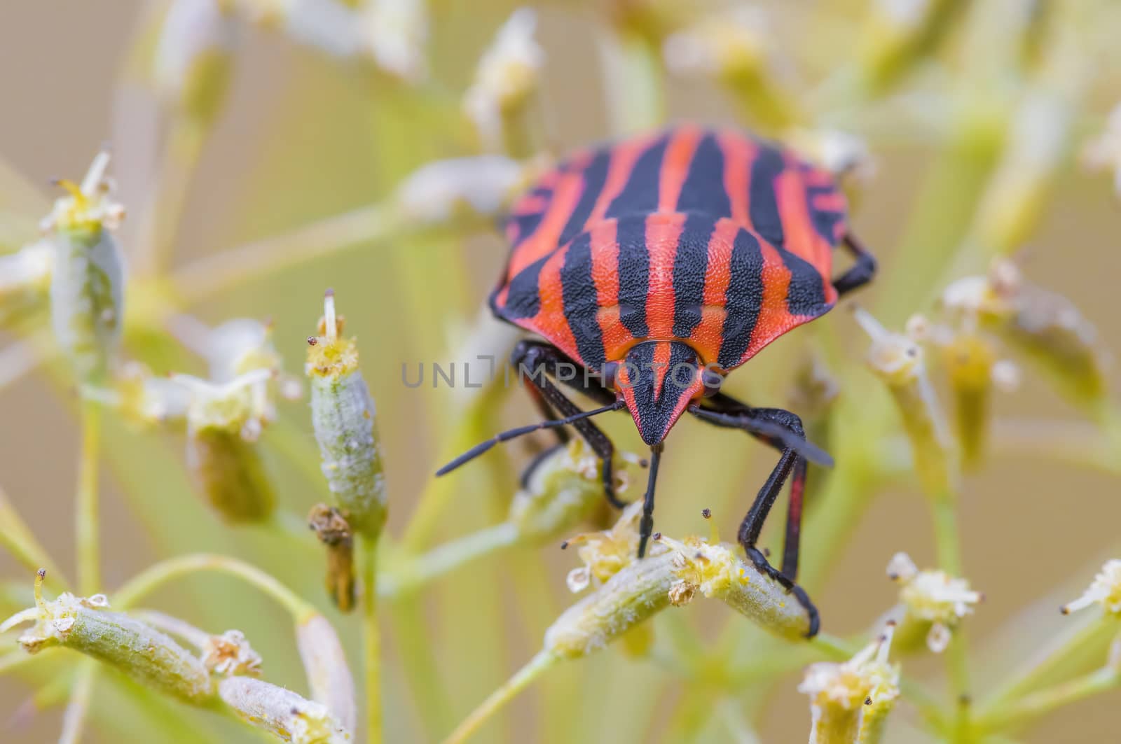 a Small beetle insect on a plant in the meadows