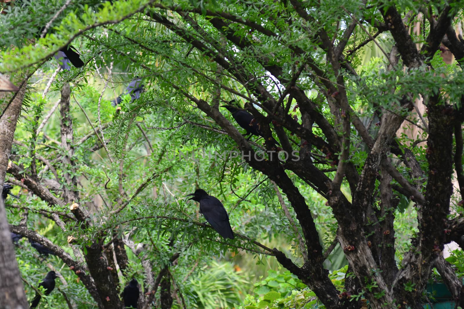 jungle crow, large-billed crow, thick-billed crow  by ideation90