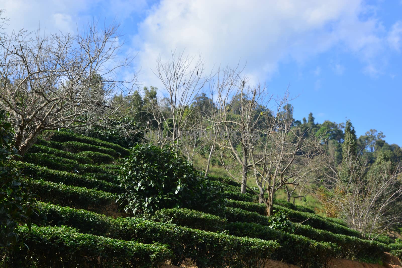 Tea plantation on hill by ideation90