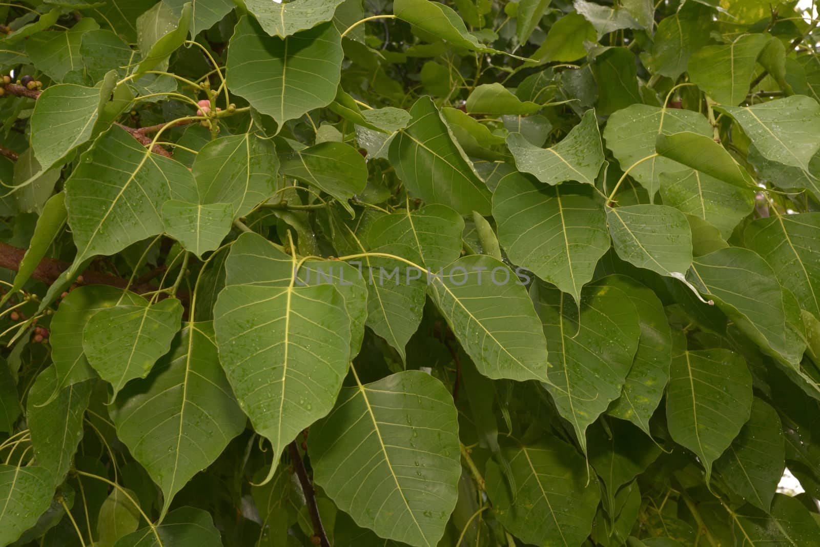 Bodhi Tree Green Leaves, Bodhi Tree is recognizable by its heart-shaped leaves, which are usually prominently displayed.