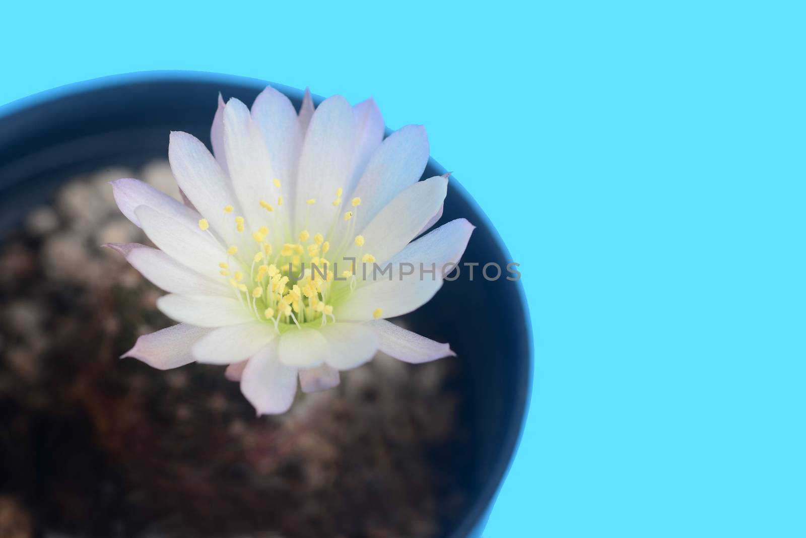 Blooming white  flower of Lobivia cactus on  blue background by ideation90