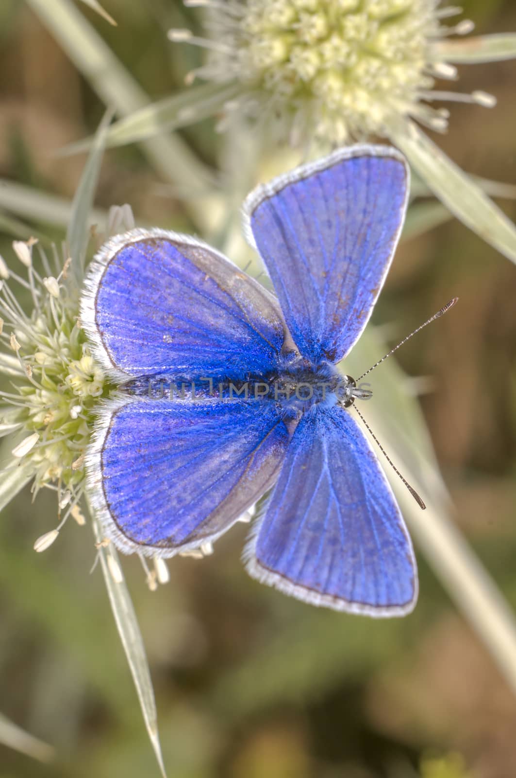 a Small butterfly insect on a plant in the meadows