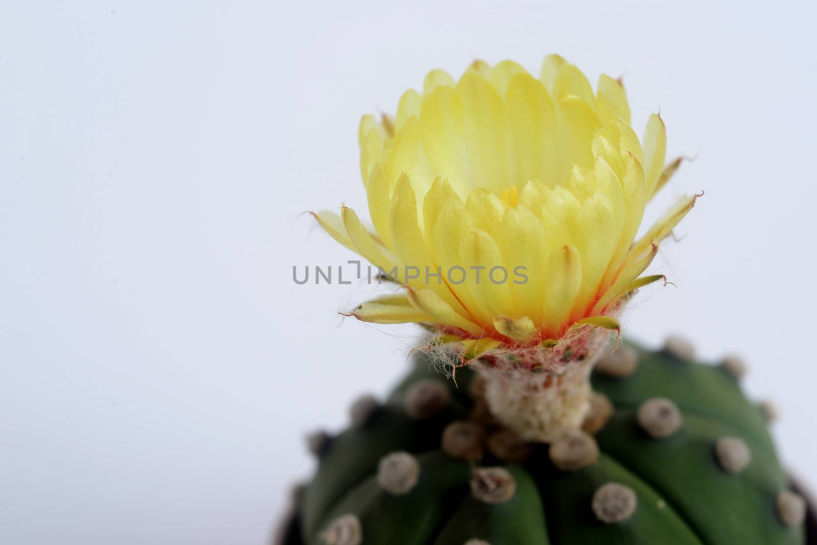 Astrophythum asterias nudum or sand dollar cactus, sea urchin cactus by ideation90