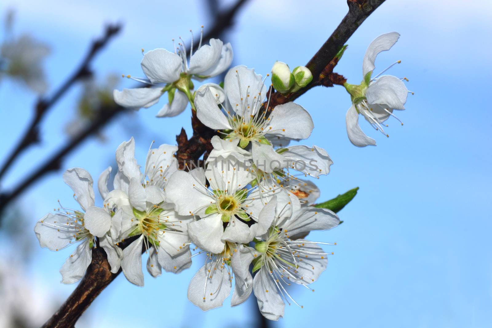 Blooming White Chinese plum flower or Japanese apricot, Korean green plum by ideation90