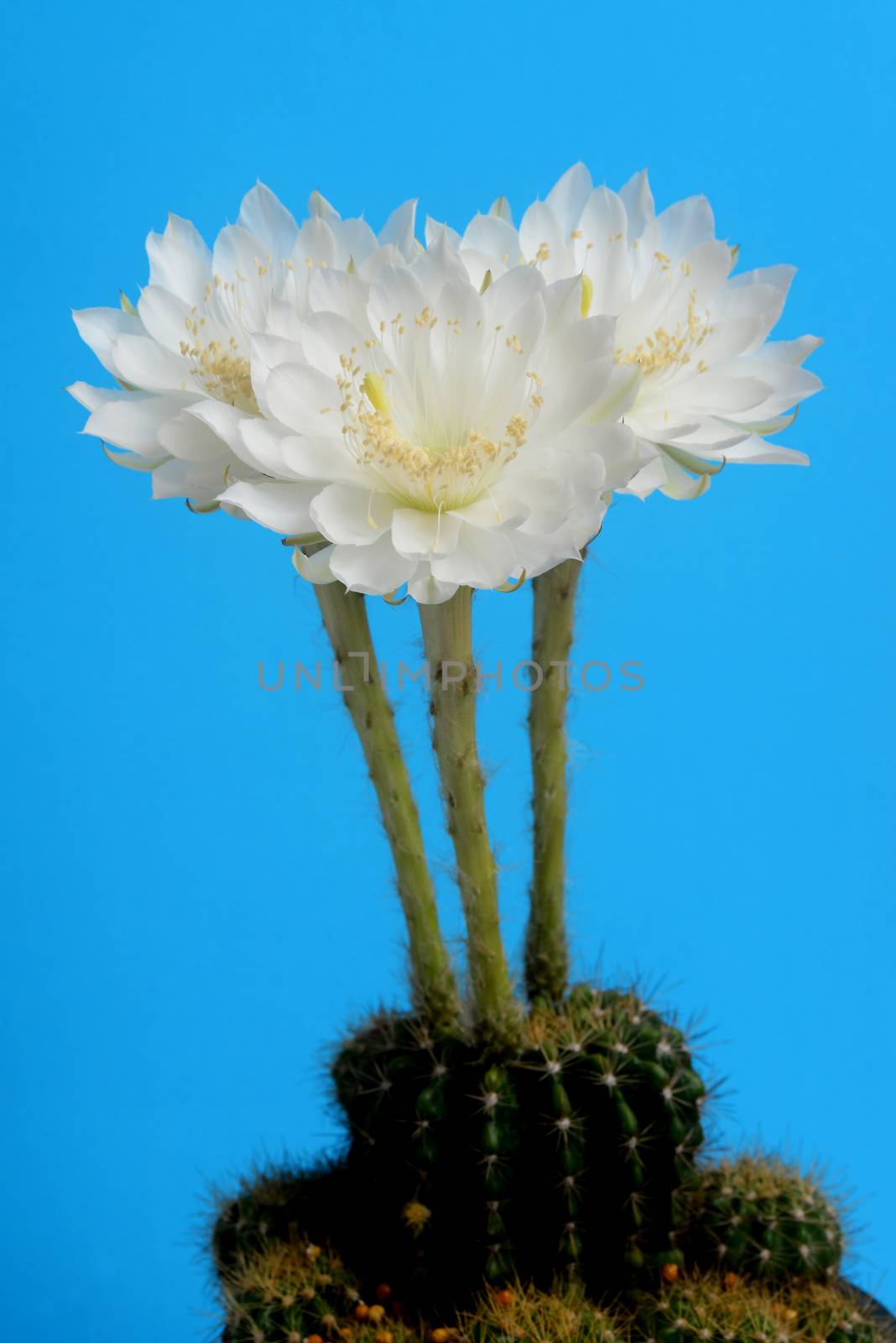 beautiful Echinopsis calochlora cactus flower, white heart shaped form by ideation90