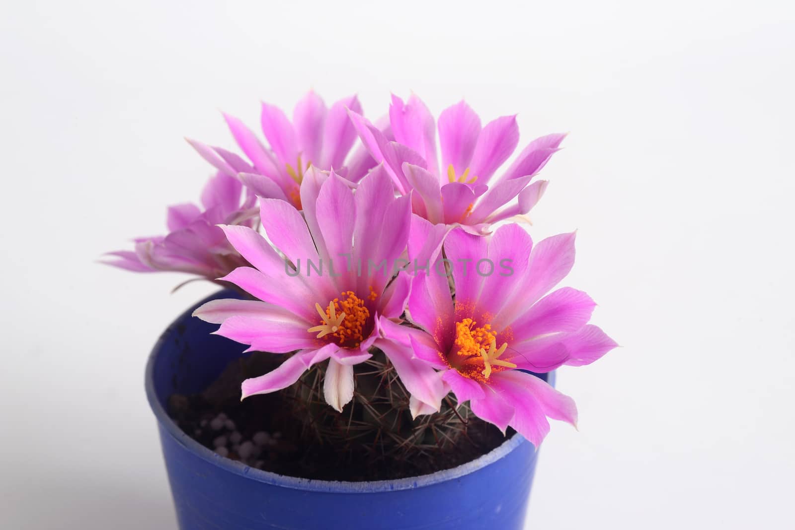 Blooming pink  flower of Mammillaria schumannii  cactus on  white  background with copy space for text