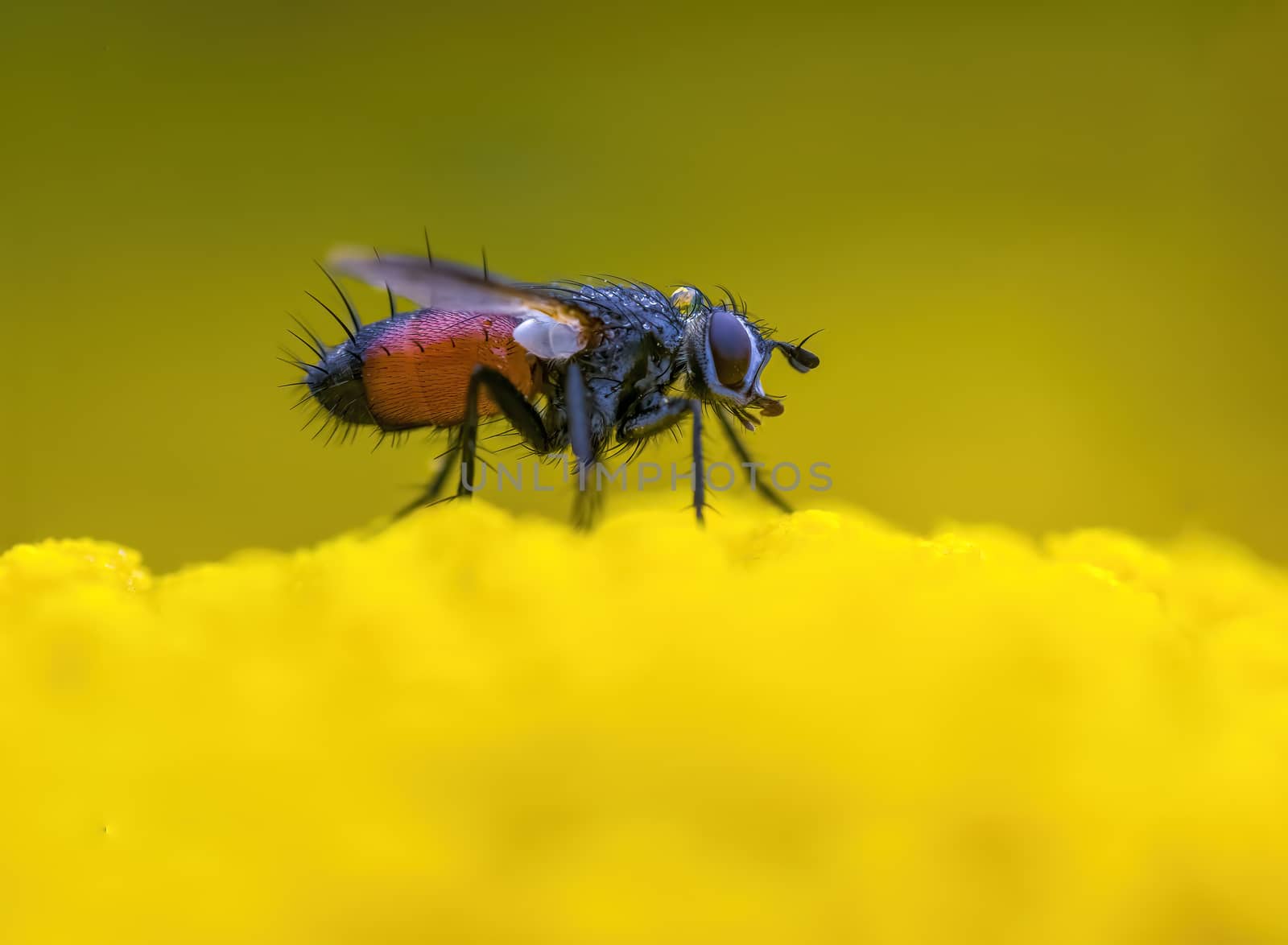 a Small wasp insect on a plant in the meadows