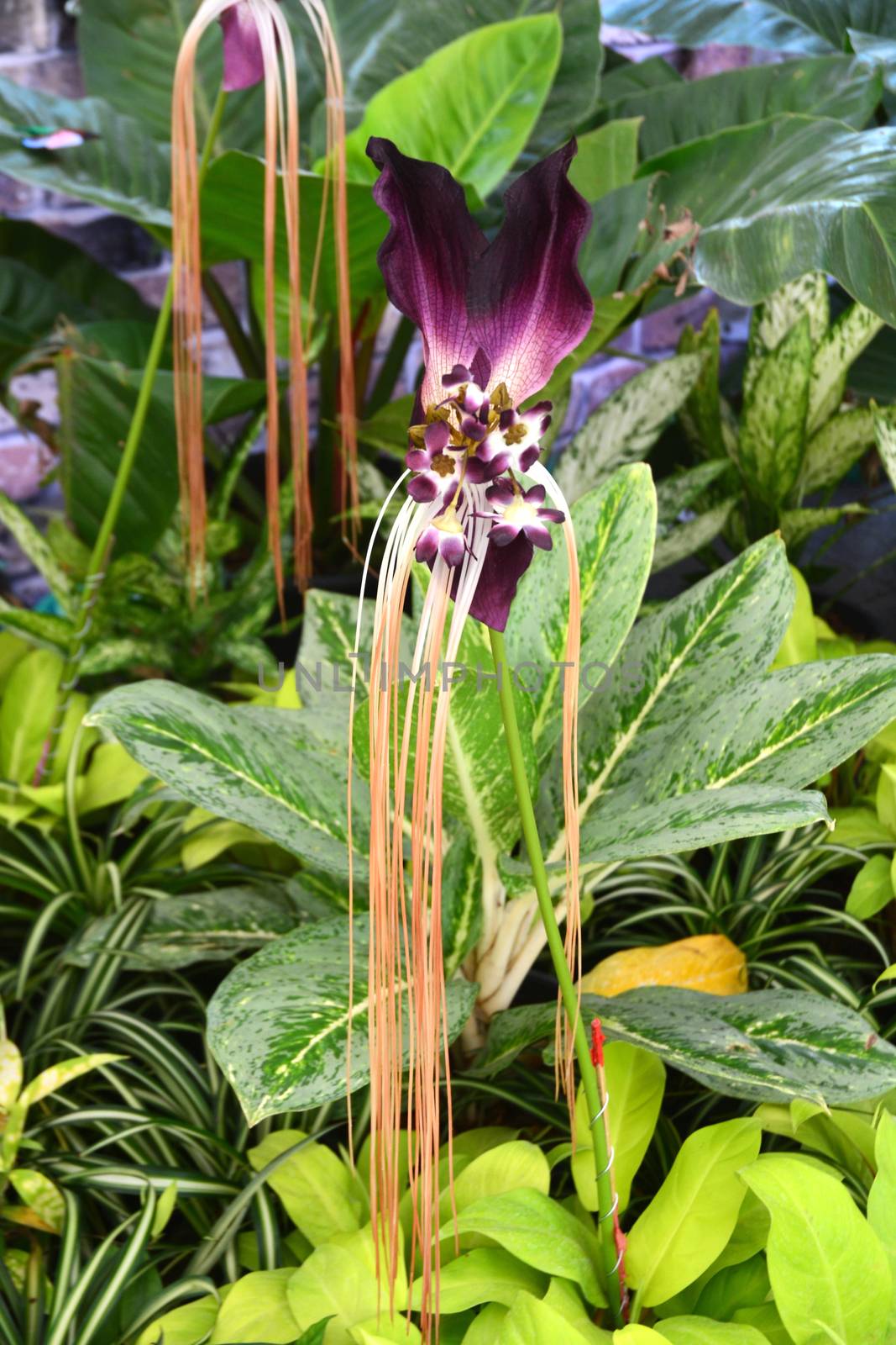 The black bat flower, Scientific name: Tacca chantrieri, English common name:  Black Bat Flower or Devil Flower