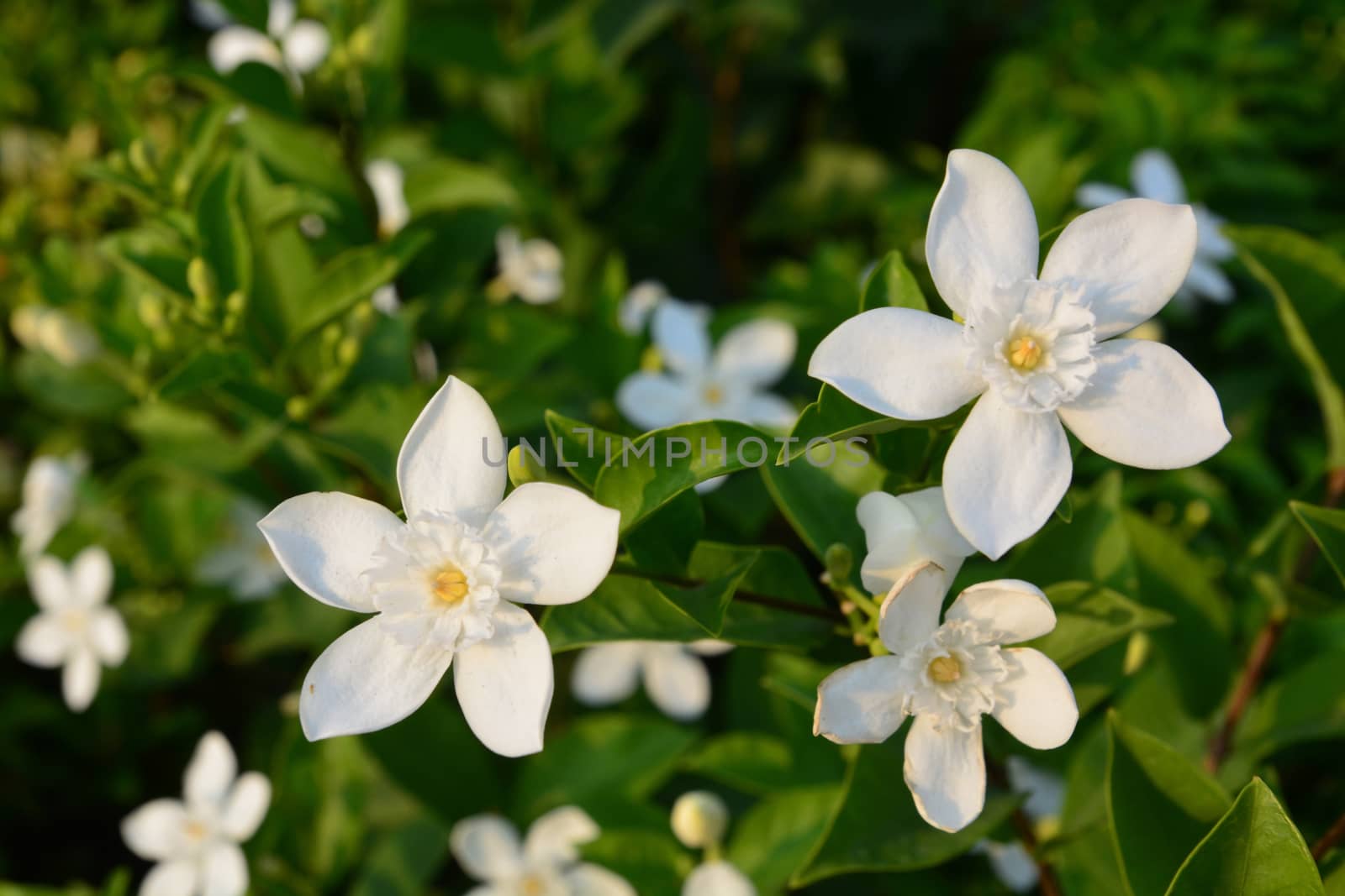 Blooming white flower of White Inda flower or Wrightia antidysenterica flower