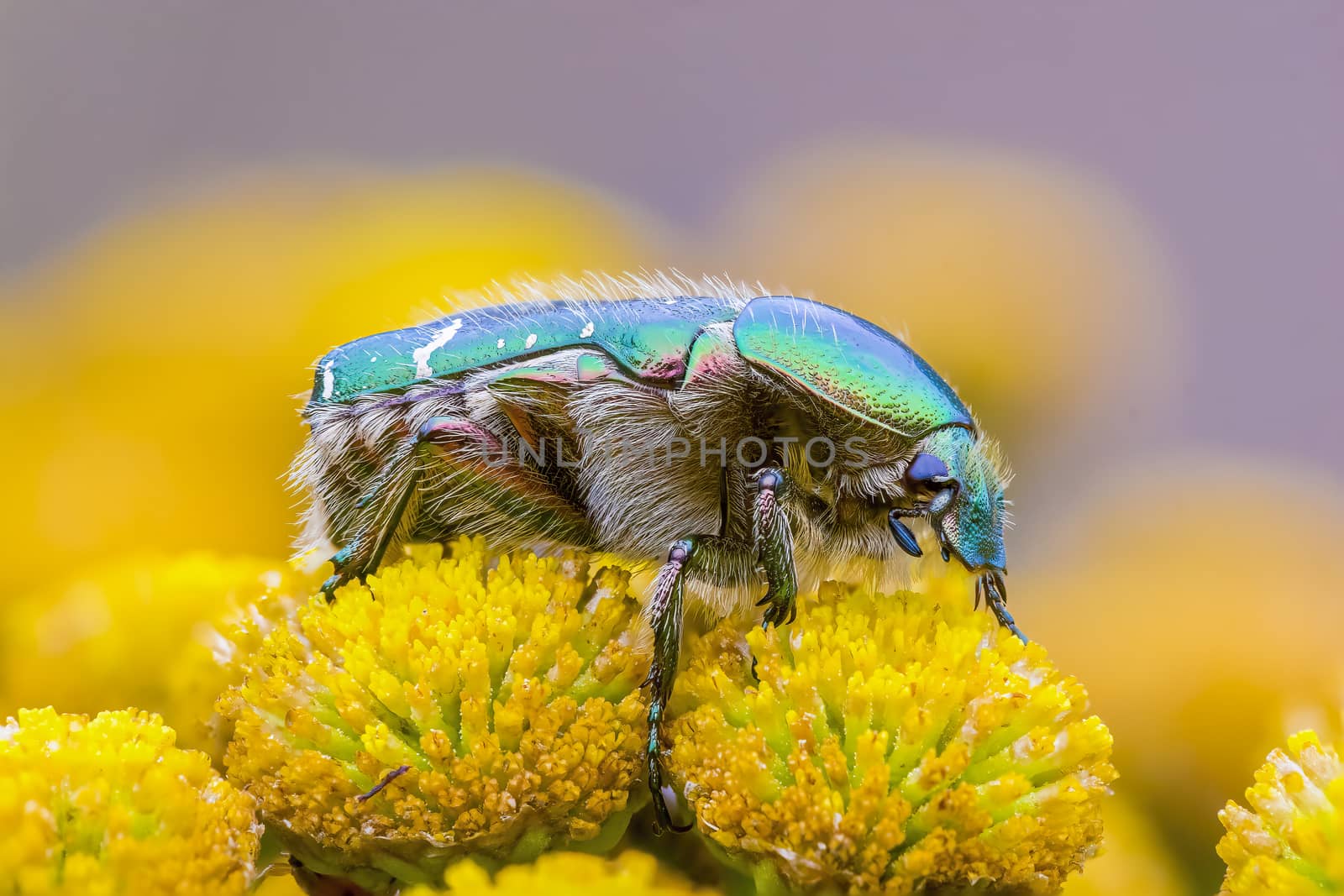 a Small beetle insect on a plant in the meadows