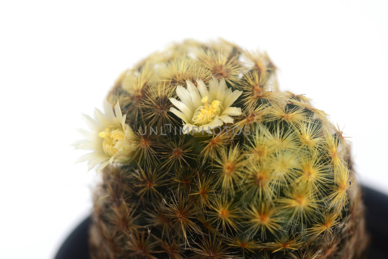 Blooming white  flower of Mammillaria schiedeana  cactus on  white  background by ideation90