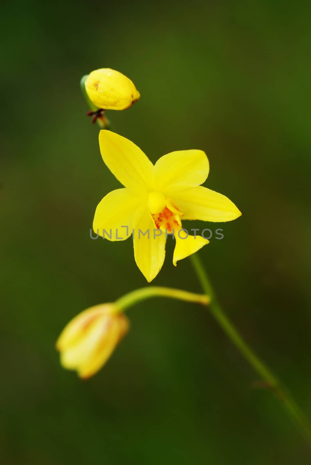 Soft focus Blooming yellow Similar Spathoglottis ground orchid flowers