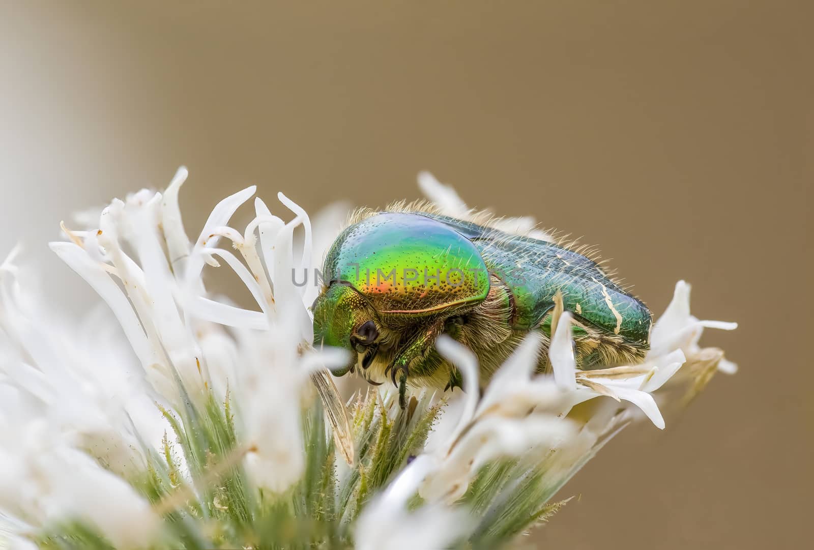 a Small beetle insect on a plant in the meadows