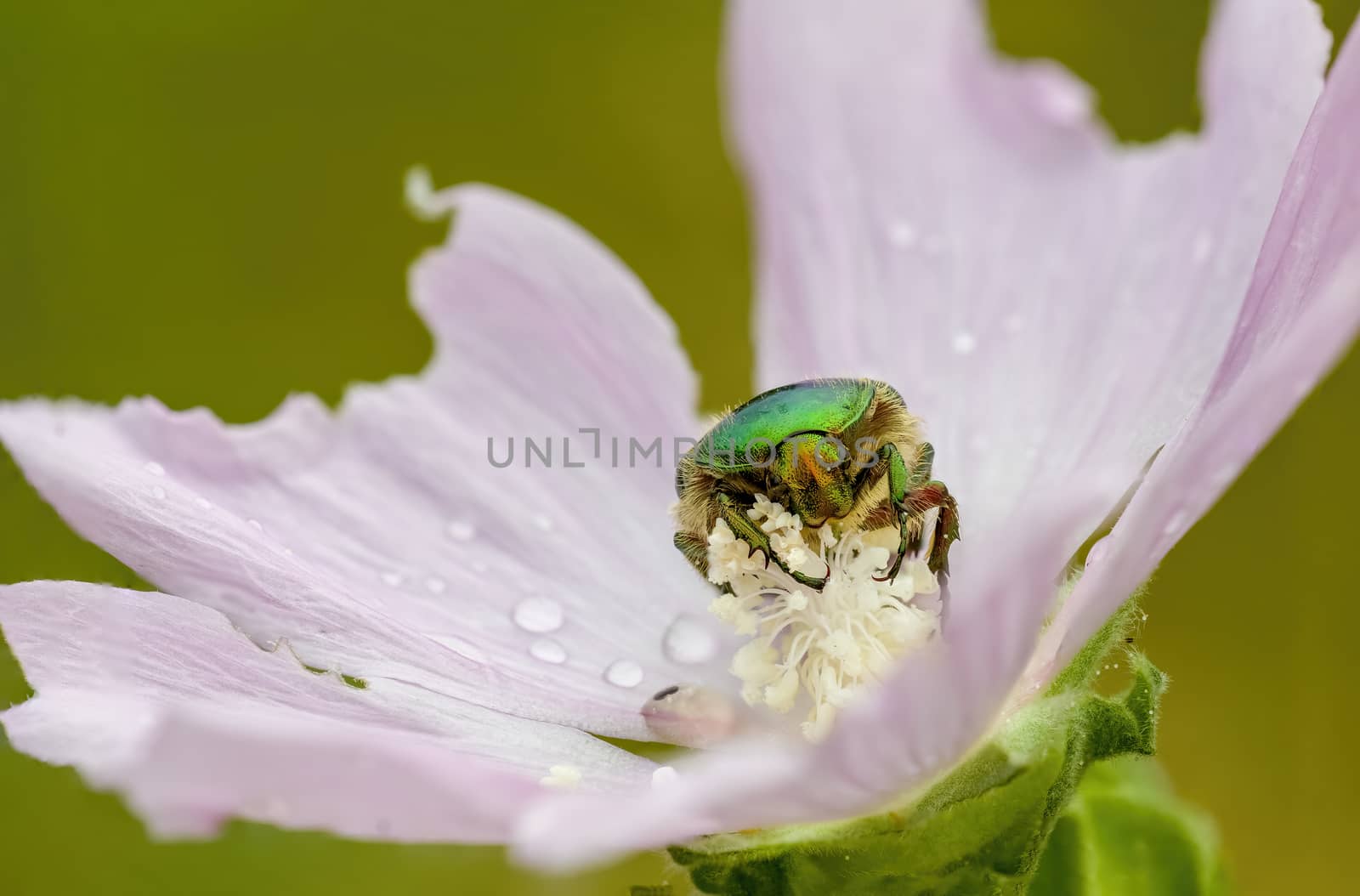 a Small beetle insect on a plant in the meadows